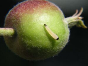 Postreky proti piliarke jablčnej